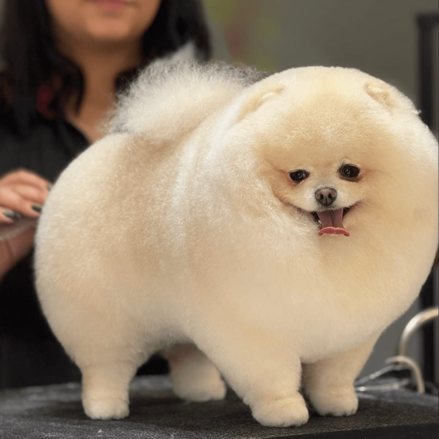 Tosa Spitz